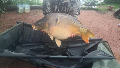A 23 lb carp from Villefond, 2015 stocky, Sep 2015
