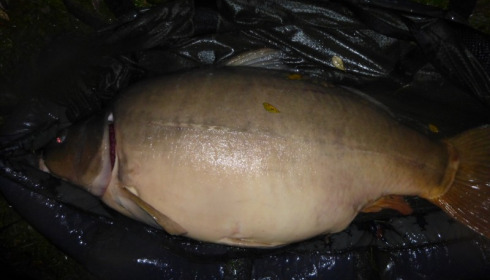 A 47 lb carp from Villefond, Oct 2013