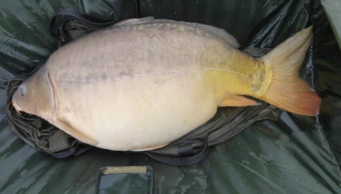 A 49 lb 8 oz carp from Villefond, Apr 2014