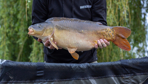 A carp from Vincons, May 2023