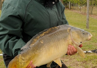 A carp from Vincons, Linda Latham, Sep 2012