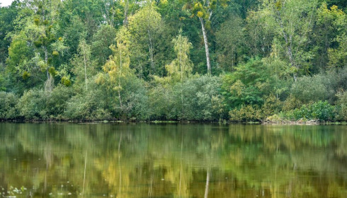 Renarde, Carp Fishing France, lake photo 11