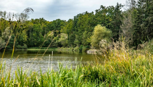 Renarde, Carp Fishing France, lake photo 9