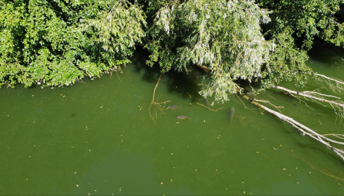 Zentelles, Carp Lake in France, lake photo 2