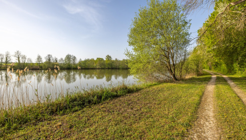 Jonchery, Proven Carp Fishing France, lake photo 23