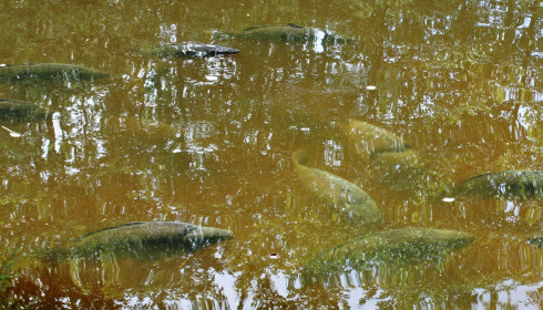 Bears Lake, Carp Fishing France with Accommodation, lake photo 23