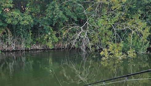 Duquesne, Carp Lake in Northern France, lake photo 17