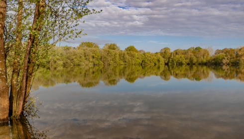 Emeraude, Big Carp in France, lake photo 24