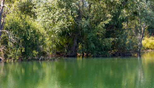 Grandes Cimes, Great Value Carp Fishing France, lake photo 27