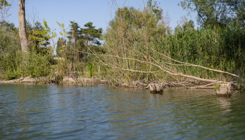 Grandes Cimes, Great Value Carp Fishing France, lake photo 16