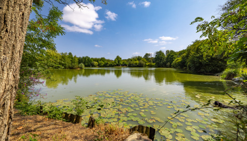 Lillybelle, Carp Fishing in France, lake photo 3