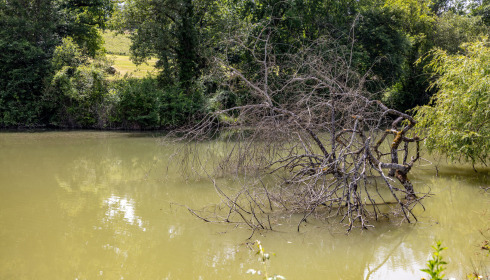 Mas Bas Lotus Lake, Carp fishing with accommodation, lake photo 14