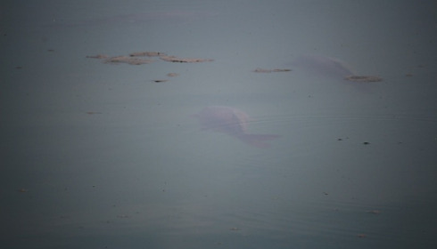 Deux Iles, Carp Fishing in France near Calais, lake photo 2