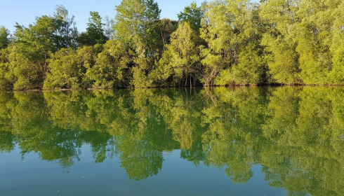 Emeraude, Big Carp in France, lake photo 2