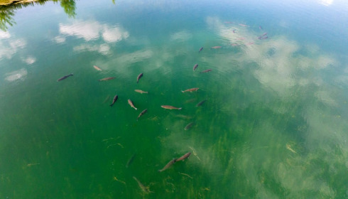 Fullys Lake, Unique Big Carp Fishing in France, lake photo 31