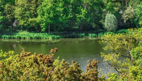 Ragon, Carp Fishing in France, lake photo 18