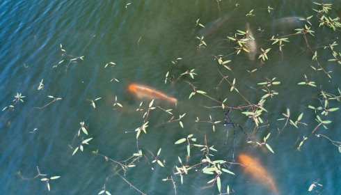 Ragon, Carp Fishing in France, lake photo 32