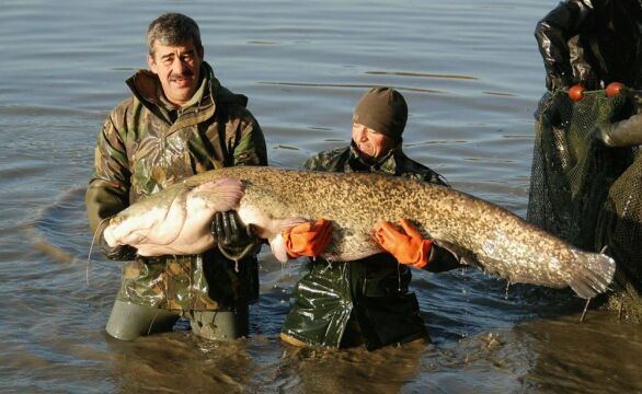 Brocard Small - French Carp and Catfish Fishing - photo 15