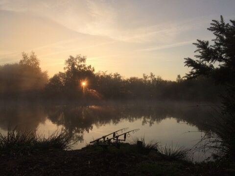 Old Oaks - Carp France - photo 4