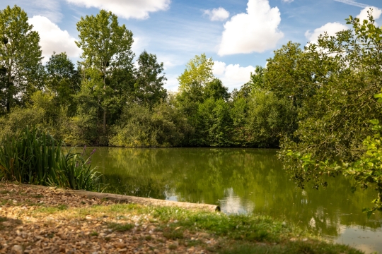 Cerises - Carp Lake Close to Calais - photo 13