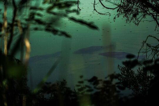 Evaro - Big Carp Fishing France - photo 17