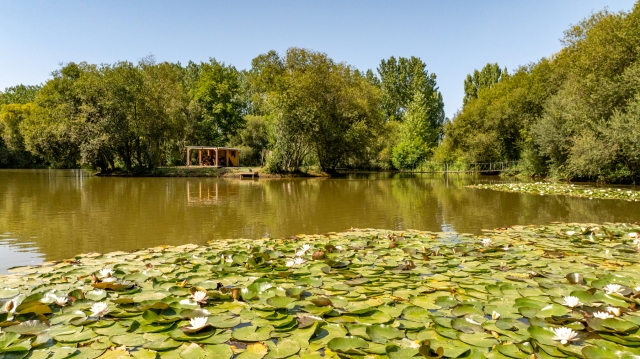 Lillypool - French carp fishing - photo 7