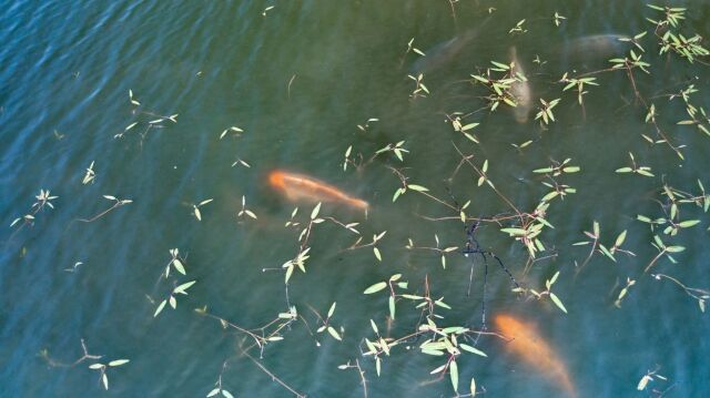 Ragon - Carp Fishing in France - photo 11